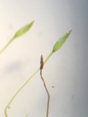 Tetraphis geniculata