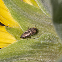 Acmaeodera retifera