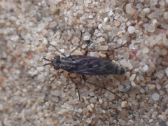 Nebritus powelli