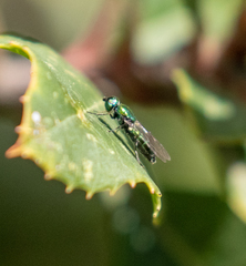Sargus viridis