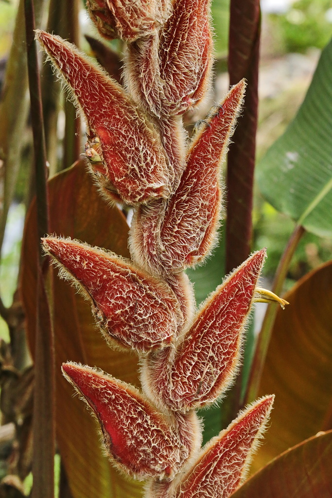 Heliconia vellerigera