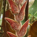 Heliconia vellerigera - Photo (c) Henri Paye, algunos derechos reservados (CC BY-NC), subido por Henri Paye