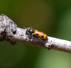 Psoa quadrisignata