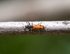 Psoa quadrisignata