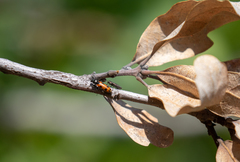 Psoa quadrisignata