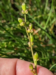 Triglochin concinna concinna