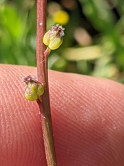 Triglochin concinna concinna