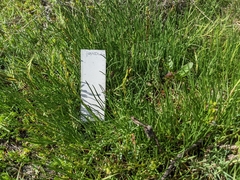 Triglochin concinna concinna