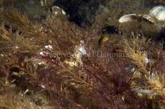 Cuthonella concinna