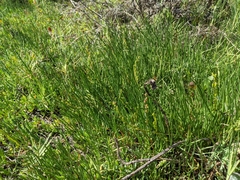 Triglochin concinna concinna