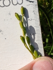 Triglochin concinna concinna