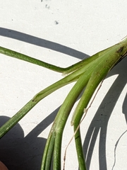 Triglochin concinna concinna