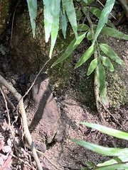 Lygodium japonicum