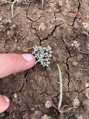 Hesperevax sparsiflora