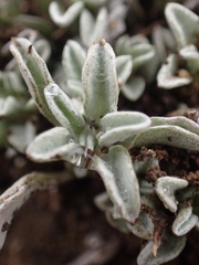 Hesperevax sparsiflora
