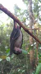 Balionycteris maculata