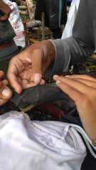 Balionycteris maculata