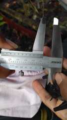 Balionycteris maculata