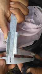 Balionycteris maculata