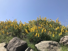 Lupinus luteolus