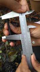 Balionycteris maculata