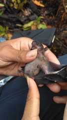 Balionycteris maculata