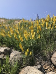 Lupinus luteolus