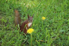 Sciurus vulgaris