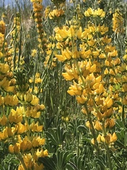 Lupinus luteolus