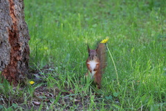 Sciurus vulgaris