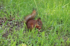 Sciurus vulgaris