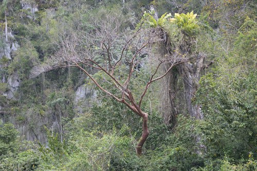 Gumbo-limbo (Bursera simaruba)