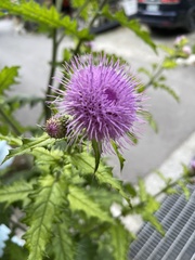 Cirsium japonicum