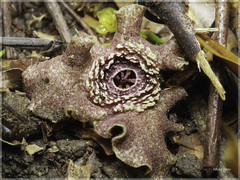 Asarum albomaculatum
