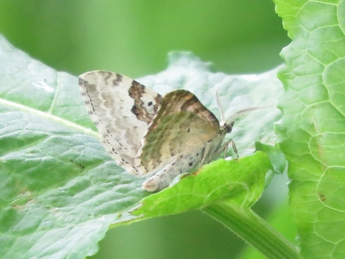 Silver-ground Carpet