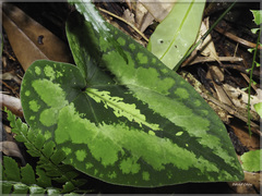 Asarum albomaculatum