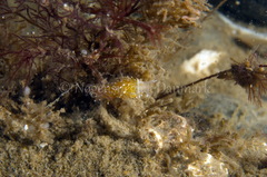 Cuthonella concinna