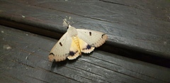 Ophiusa parcemacula
