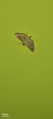 Nausinoe