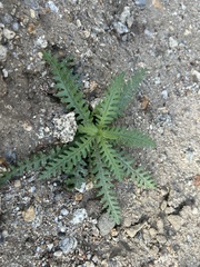 Emmenanthe penduliflora