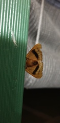 Ophiusa parcemacula