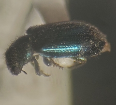 Necrobia violacea