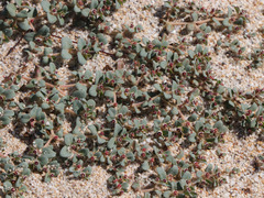 Euphorbia polycarpa polycarpa