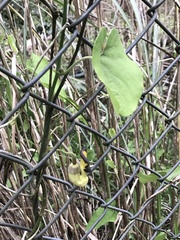 Aristolochia shimadae