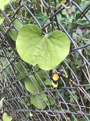 Aristolochia shimadae