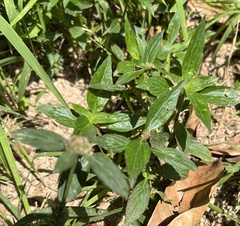 Tracheophyta