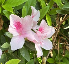 Rhododendron × pulchrum