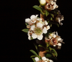 Taxandria parviceps