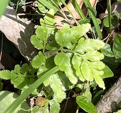 Tracheophyta
