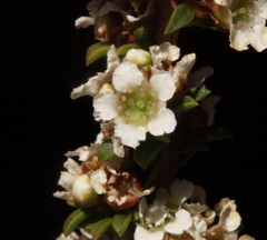 Taxandria parviceps